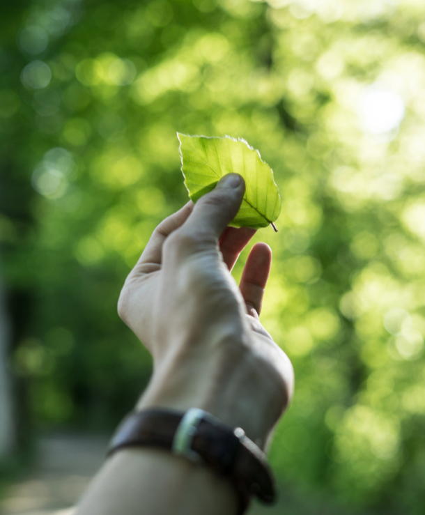 Portrait image of a hand holding a leaf