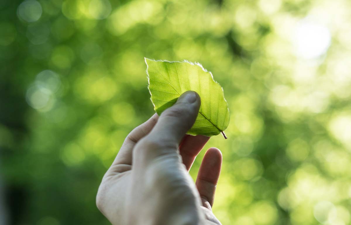 Par Hawaii - Mission Thumbnail image of a hand holding a leaf