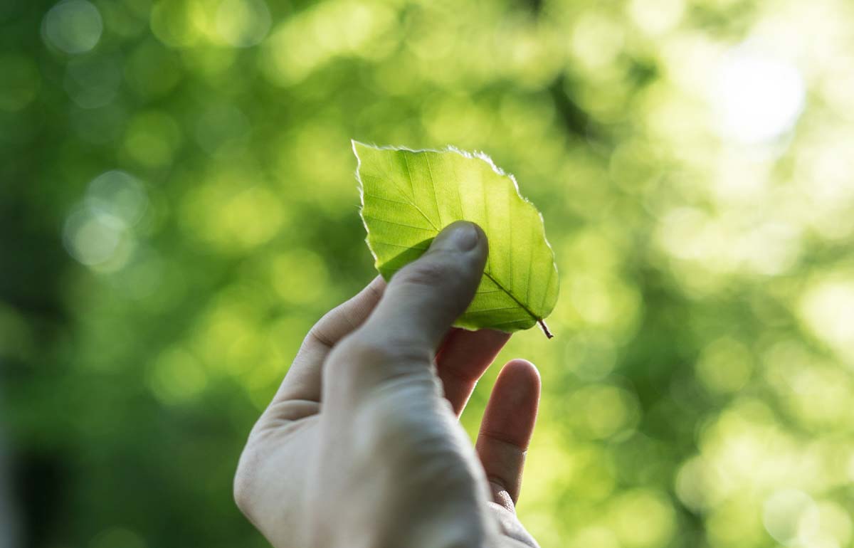 Thumbnail image of a hand holding a leaf